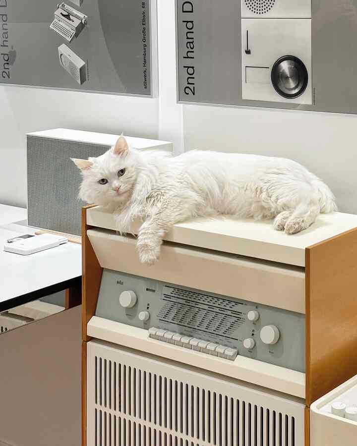 Mid-Century Modern interior featuring white and orange toned furniture with a white cat resting on top