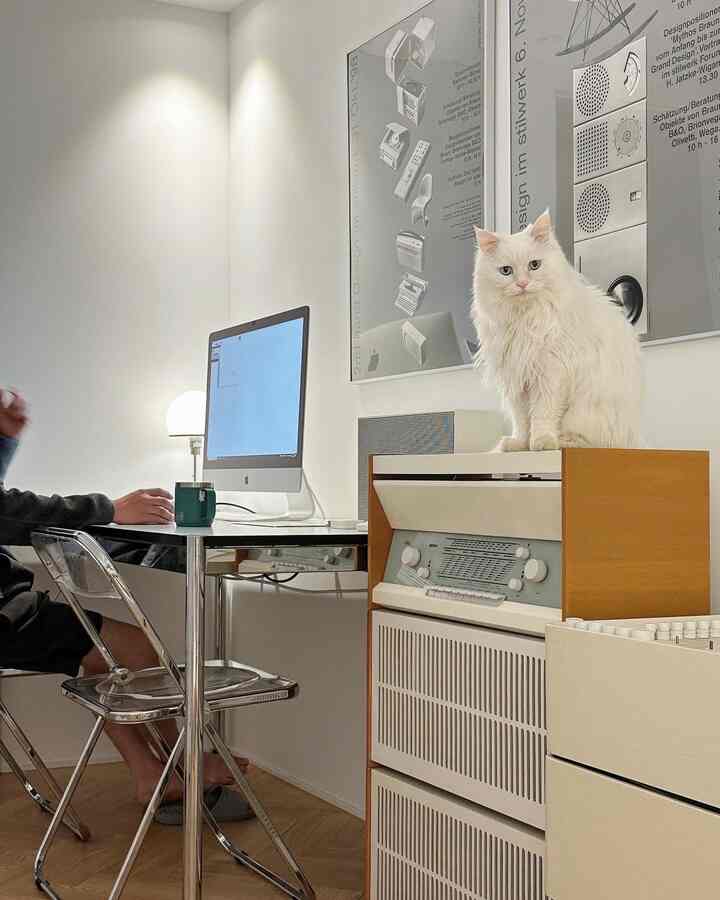 白と木目調の書斎、ミッドセンチュリーモダン家具とペットの猫が調和する雰囲気のあるホームオフィス