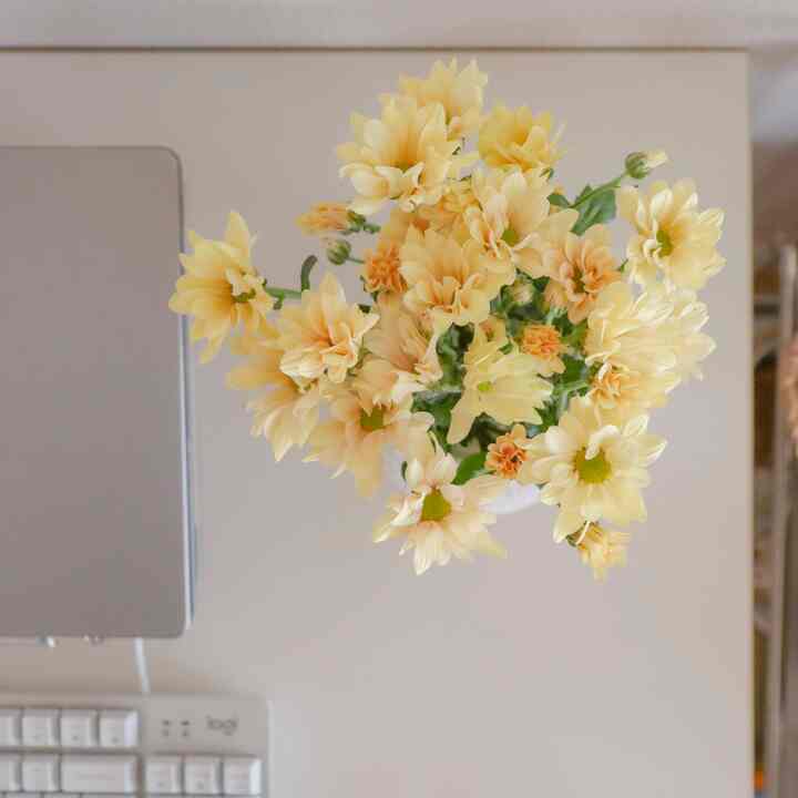 Bright tone studio home office featuring a Desk with MacBook and yellow flowers in a vase, creating a cozy workspace