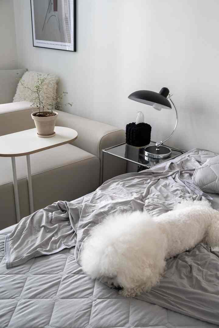 ホワイトとグレーの色調の寝室、冷感掛け布団の上に犬が横たわり、シンプルなソファとテーブルランプが配置されたモダンなインテリア