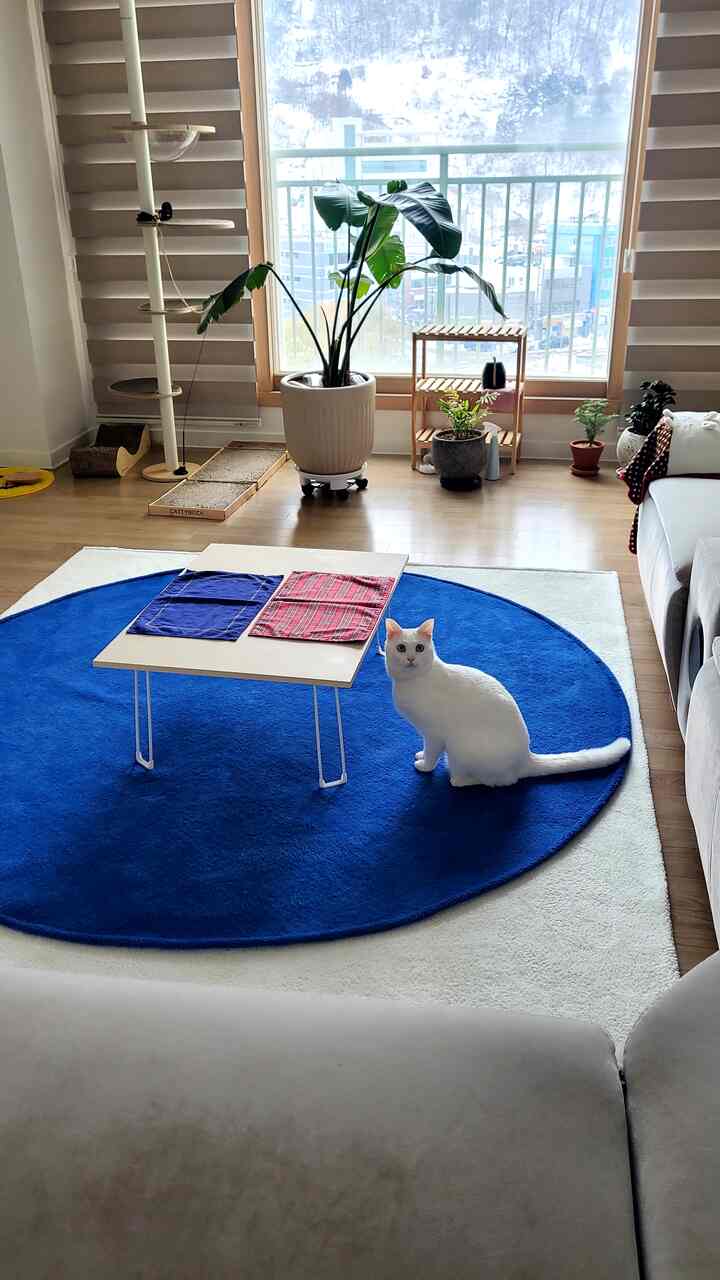 明るいクリーム色のソファとネイビーの円形ラグが置かれたリビング、中央に白い猫とキャットタワー、ナチュラルウッドの棚と大型鉢植えが配置された落ち着いた空間