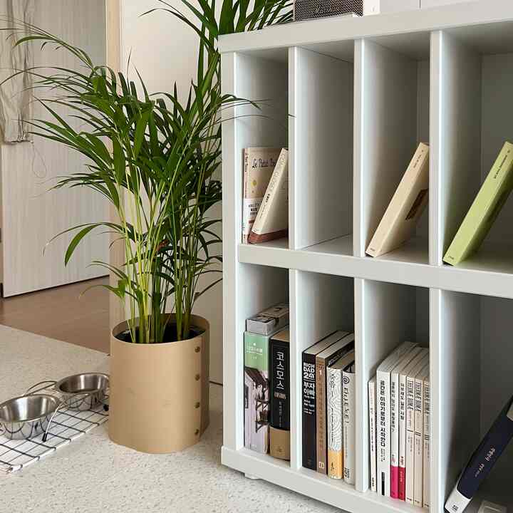 White-toned bookshelf occupies right side, with beige pot and areca palm plant on the left, creating a natural indoor atmosphere