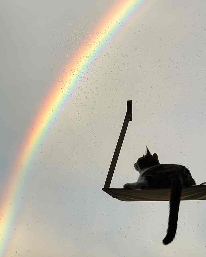 淡いグレーの背景の窓辺にキャットハンモックで休む猫と鮮やかな虹が見える雰囲気のある空間