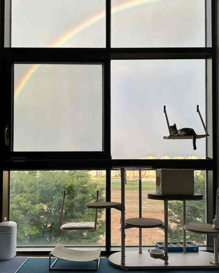 明るい自然光が差し込む白と黒のトーンの窓辺にキャットタワーとハンモックが配置されたペット用リビング