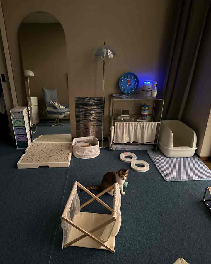 青いカーペットの床と白い猫用品が配置された、猫と暮らすリビングの印象的な空間