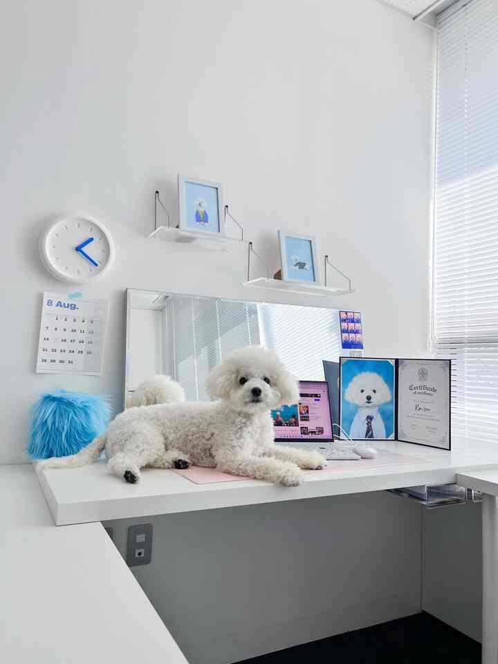 White home office desk space with blue accents, featuring a relaxed Bichon dog lying centrally