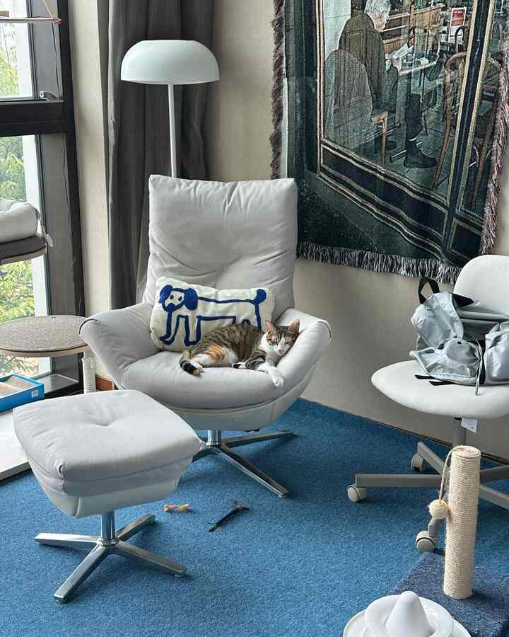 ブルーのカーペットとホワイトのアームチェアが配置されたワンルームのリビング、猫とキャットタワーがある雰囲気のあるインテリア