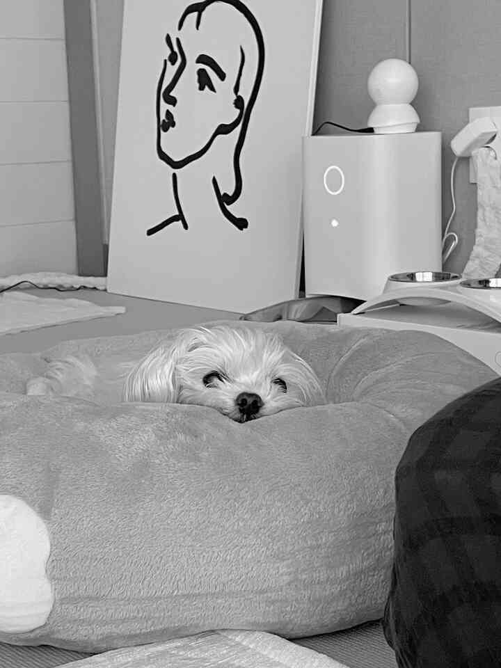 ナチュラルカラーのペットスペース、大きなペットベッドに小さな白い犬がくつろいでいる雰囲気のあるインテリア