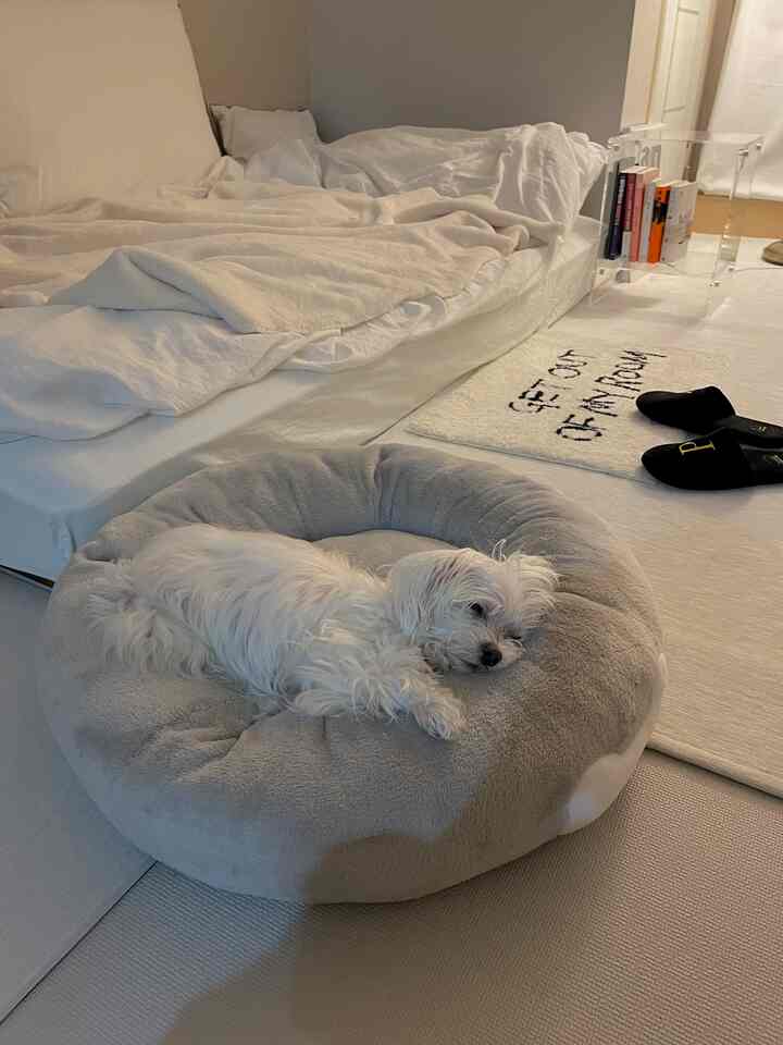 白とベージュのトーンの寝室、中央に犬が休むグレーのドーナツクッションと透明なアクリルのサイドテーブルが配置された、自然なモダンな雰囲気のインテリア