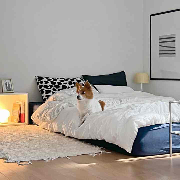 White and navy toned bedroom featuring a dog sitting on white bedding in a cozy atmosphere