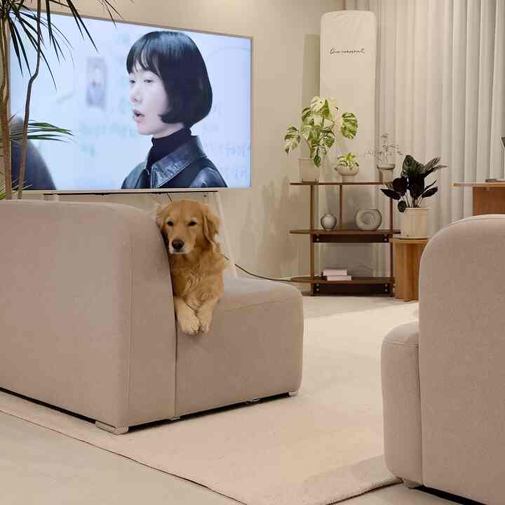 アイボリーとベージュの色調のリビング、ベージュのソファと犬がいる、自然でシンプルな雰囲気のインテリア
