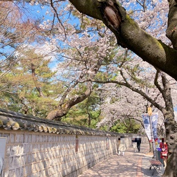 벚꽃 여행은 경주로!🌸나만 아는 경주 벚꽃 스팟 6곳