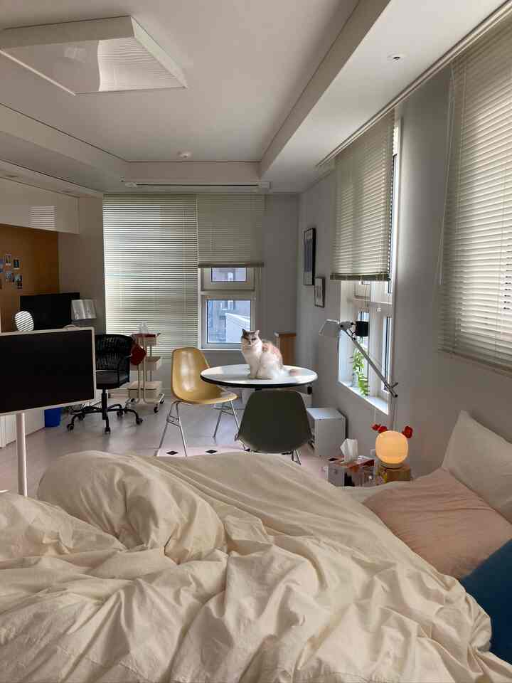 明るいアイボリーとベージュのワンルームリビング兼寝室、中央のテーブルに猫が座り、モダンな家具が配置された雰囲気のあるインテリア