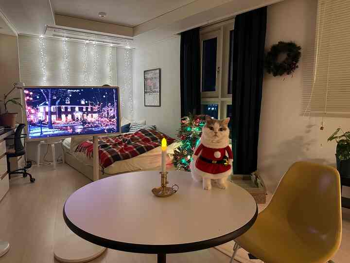 白と黒のトーンのワンルーム寝室、クリスマス飾りと猫がいる雰囲気のあるインテリア