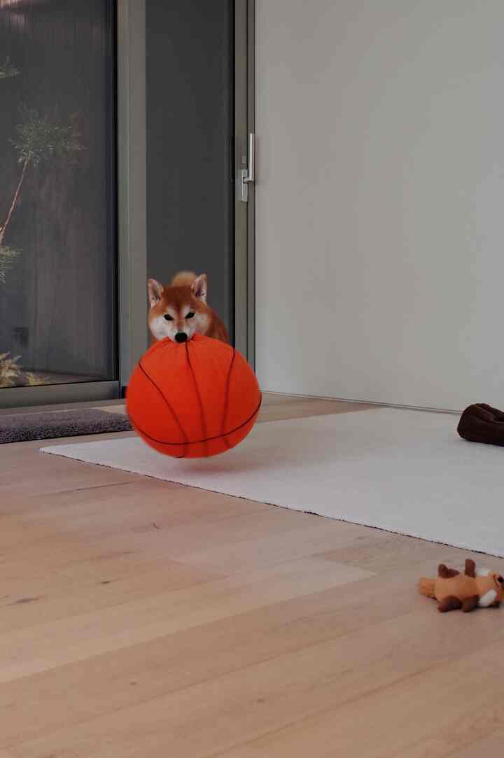明るい木目の床と白いラグの上で、オレンジ色のバスケットボール形おもちゃをくわえた柴犬がいるモダンな室内空間