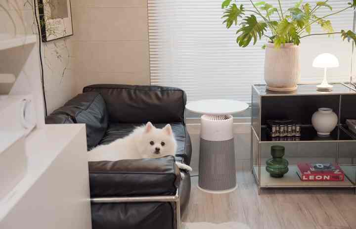 モダンでナチュラルカラーのリビング、中央にレザーソファが配置され、白いペットの犬が座っている雰囲気のあるインテリア