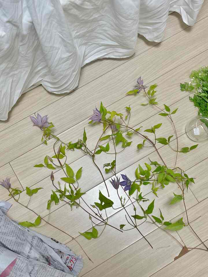 ホワイトとグリーンが調和したワンルームの床にクレマチスの花と葉が広がる落ち着いた空間