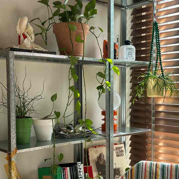 ナチュラルトーンのベランダ空間、イケアのスチール棚と多様な植物が調和した雰囲気のあるインテリア