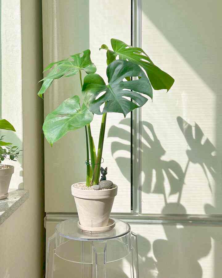 日差しが差し込む空間、透明なスツールの上に置かれた大きなモンステラ植物と緑の観葉植物が調和した自然でミニマルなインテリア