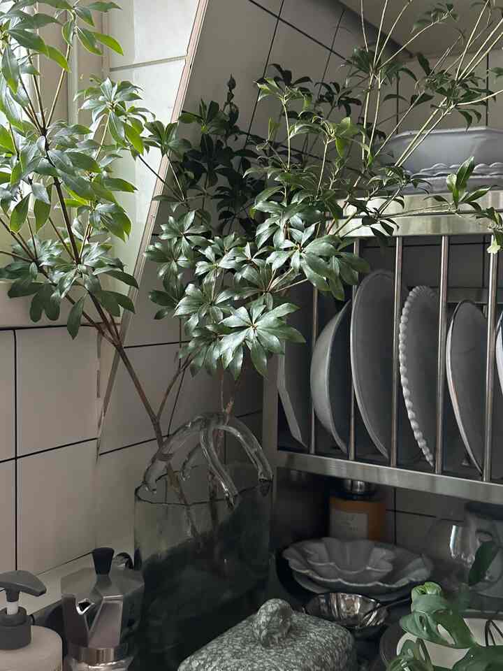 白いタイル壁と透明なガラス瓶に植物が置かれたキッチンスペース、ステンレス製の食器棚が整頓された雰囲気のあるホームカフェ