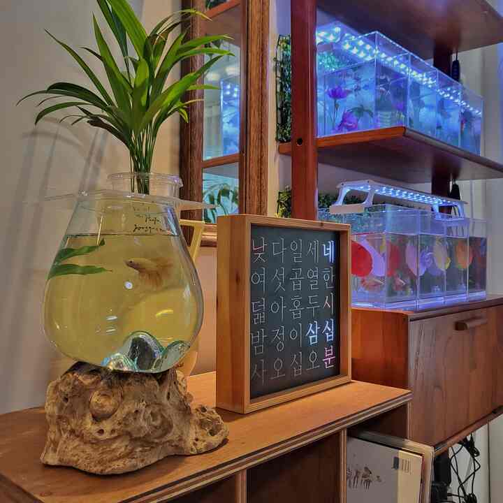 ナチュラルな木目調と緑の植物が調和した空間、LED照明の下に複数の透明な水槽とハーフムーンベタが配置された雰囲気のあるインテリア