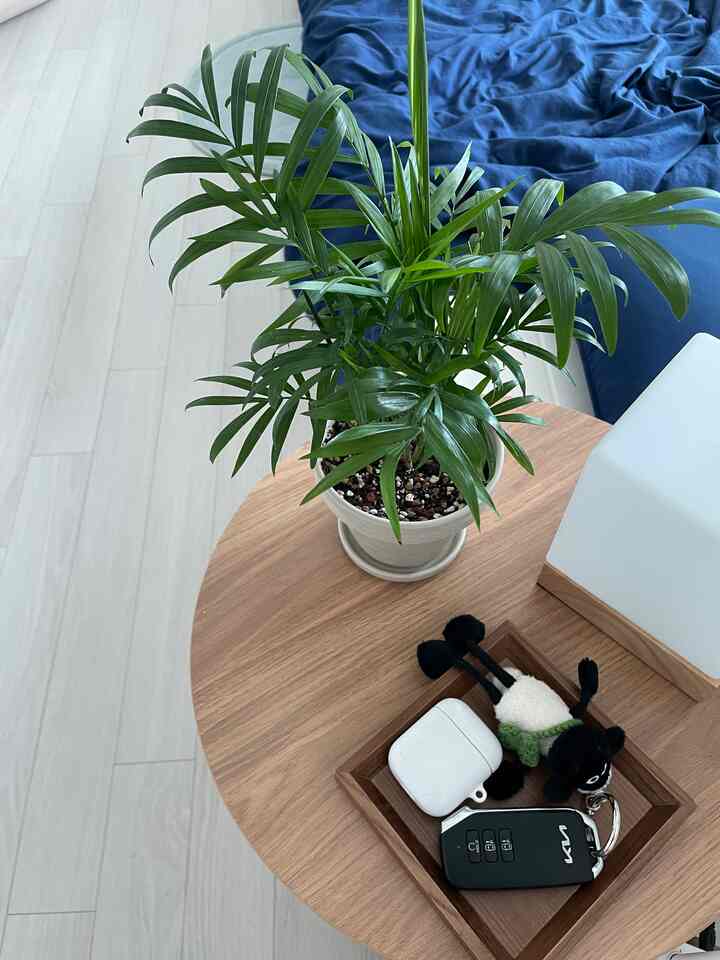 ネイビーの寝具がある寝室、ベージュの木製サイドテーブルにテーブルヤシとエアポッド、車のキーが置かれた暖かみのあるインテリア