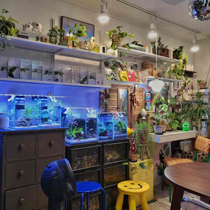 ナチュラルトーンの植物室、中央に水槽とカラフルなスツールが配置された、居心地の良いレトロな小さな空間