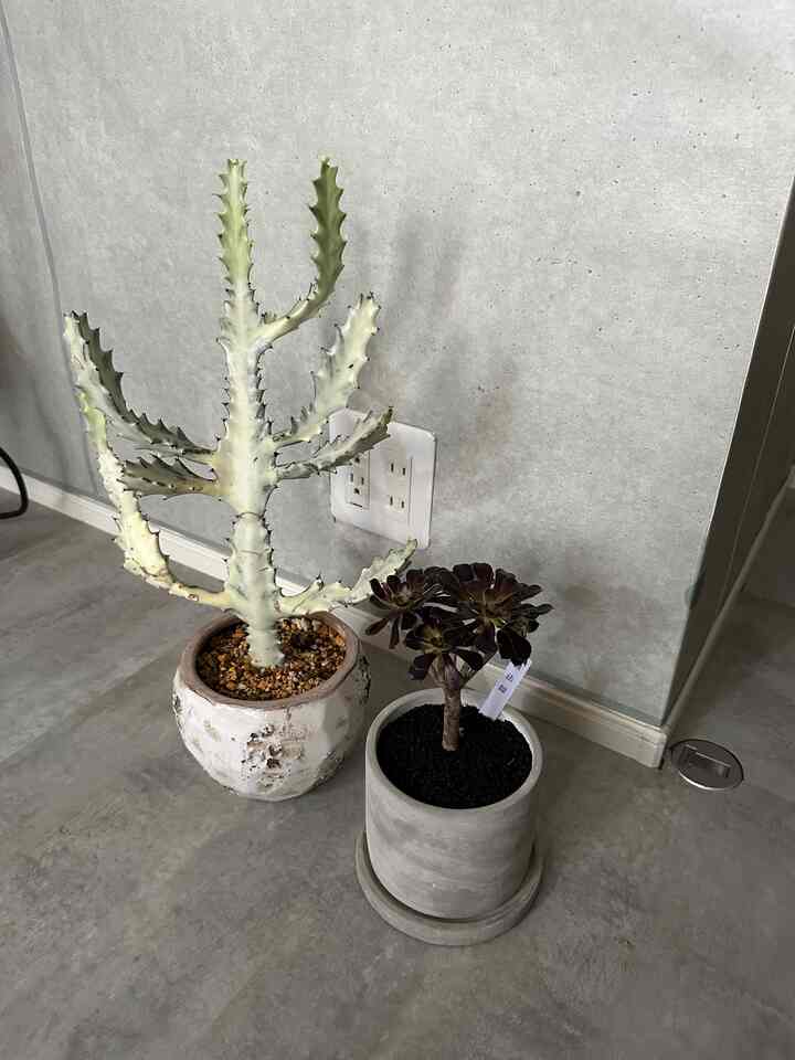 グレーのコンクリート壁と床の空間に、異なる種類の鉢植えの観葉植物が置かれた自然な雰囲気のインテリア