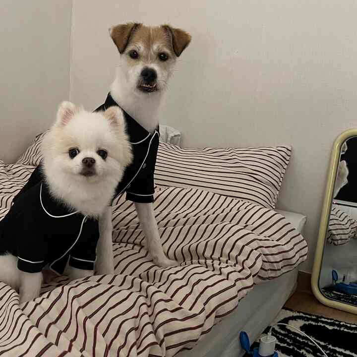 白と茶色の色調の寝室、ストライプの寝具の上に黒いパジャマを着た二匹の犬が座っている雰囲気のあるインテリア