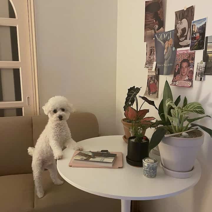 白とベージュ調のリビングルーム、ソファと丸テーブルの上にペットの犬と植物が配置された雰囲気のある空間