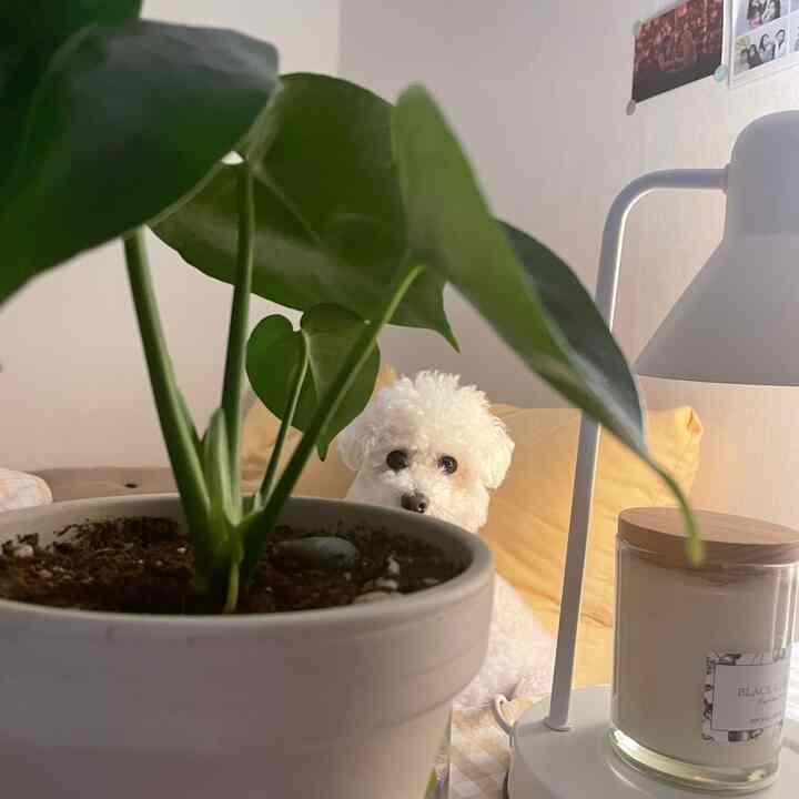 緑の植物が中央にあり、黄色のソファの上に白い犬がいる落ち着いた室内空間