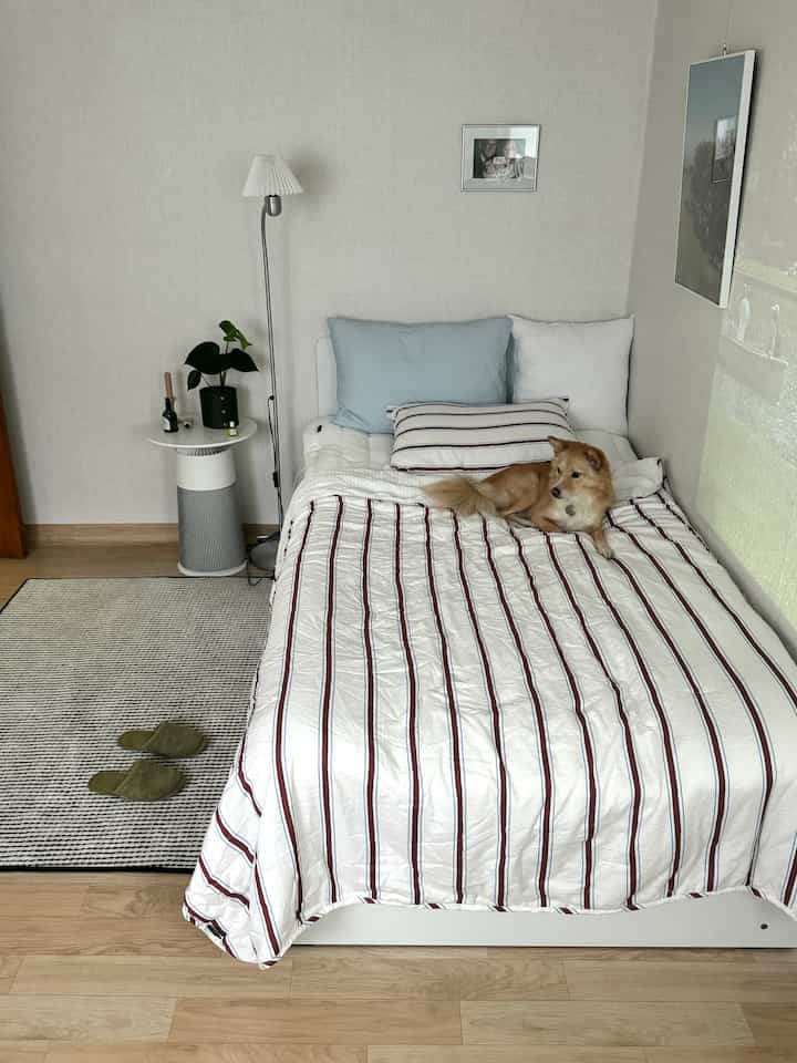 ナチュラルな木目調の床と白いベッドフレーム、ベージュ色の壁の寝室に犬がベッドの上で寛ぐ雰囲気のあるインテリア