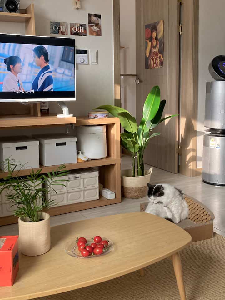 ナチュラルな木目調と白を基調としたリビング、猫と複数の植物が配置された雰囲気のあるインテリア