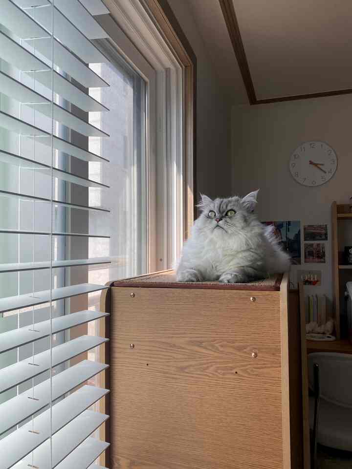 暖かいベージュと木目調のリビング、窓辺のキャットタワーにふわふわの猫、ホワイトブラインドと壁掛け時計のある落ち着いた空間