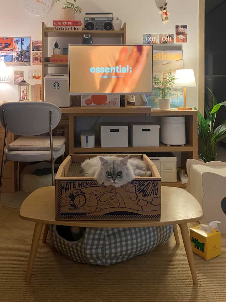 暖かい木目調とベージュ色が調和したリビング、テーブルの上に猫が箱に座り、照明が灯る落ち着いた空間