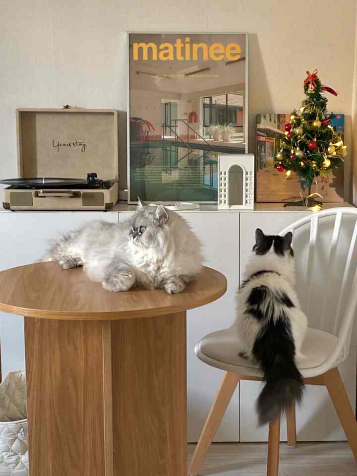 ホワイトとウッドトーンが調和した居心地の良い空間、サイドテーブルの上に猫が横たわり、椅子の上に別の猫が座っているインテリア