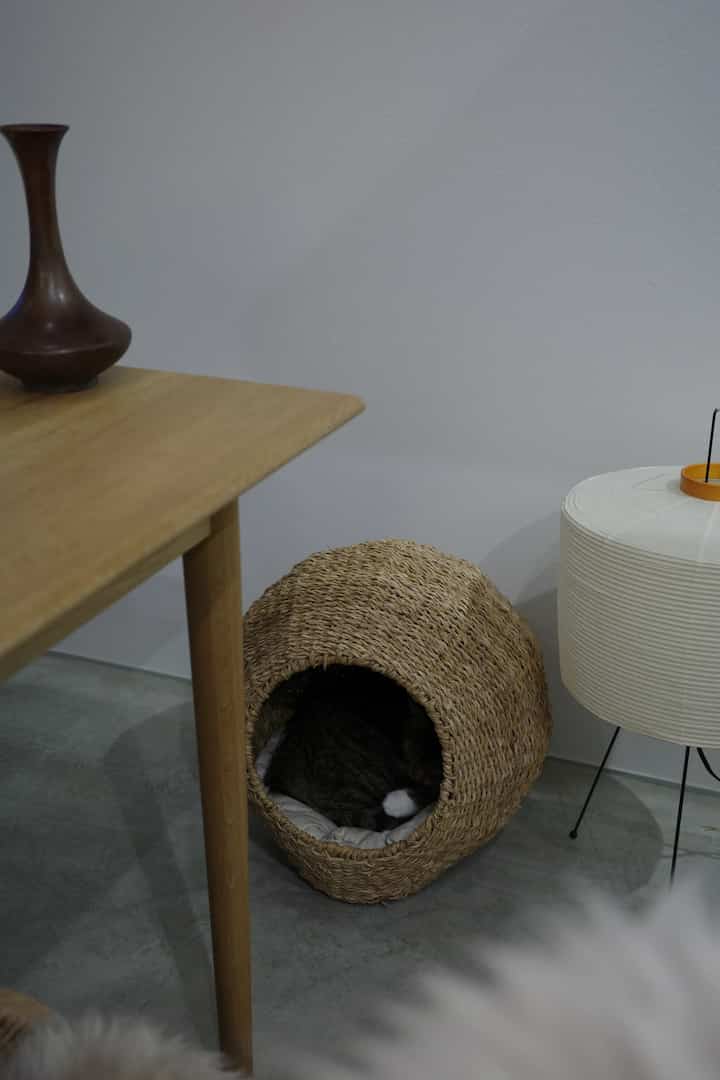 ナチュラルなベージュと木目調のリビングコーナー、ラタンのペットベッドにくつろぐ猫がいる雰囲気のある空間