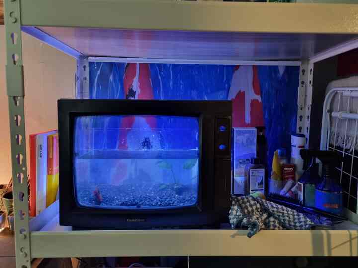 黒のヴィンテージテレビ型水槽が配置された印象的な空間、青い照明がレトロな雰囲気を醸し出す