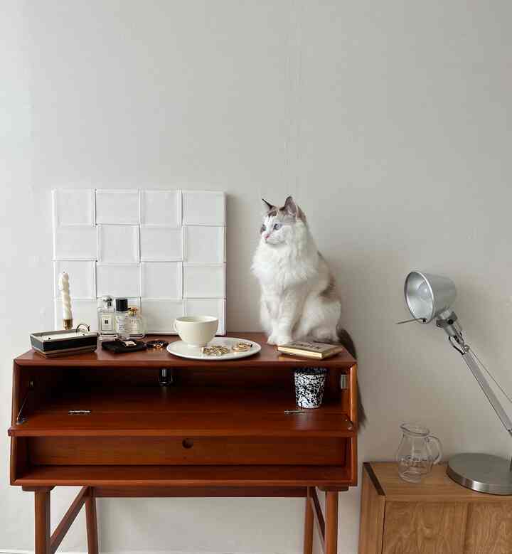 ナチュラルなブラウン色の木製デスクに白い猫が座っているシンプルで落ち着いた空間
