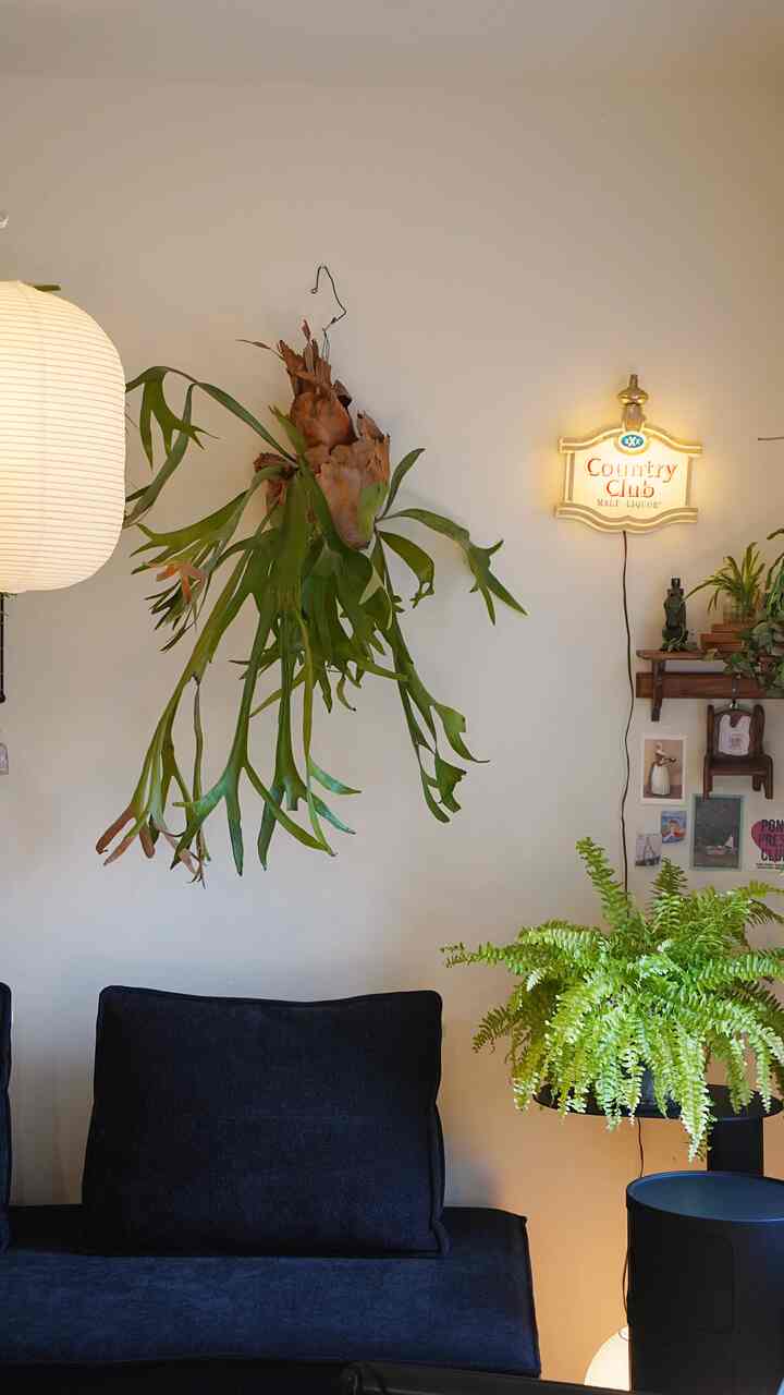 ブラックソファと緑の植物が配置されたリビング、ナチュラルで落ち着いた雰囲気のインテリア