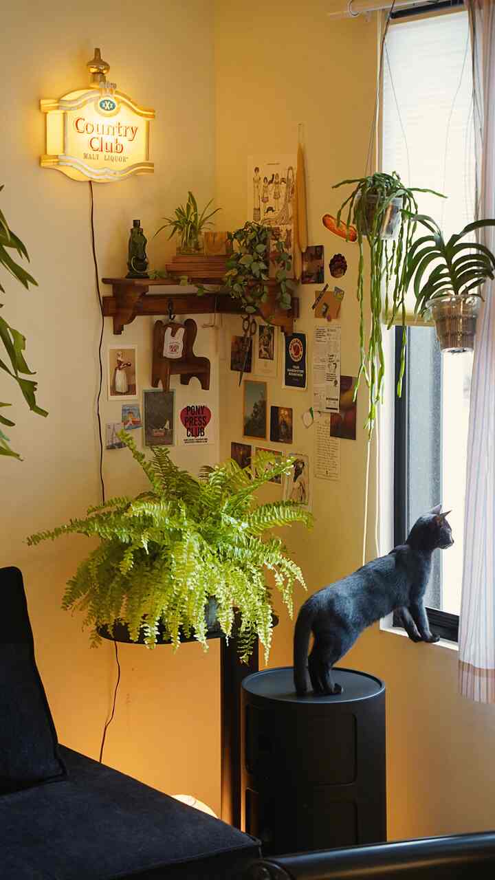 黄色の壁と自然な植物があるリビング、窓際に立つ黒猫がいる雰囲気のある空間