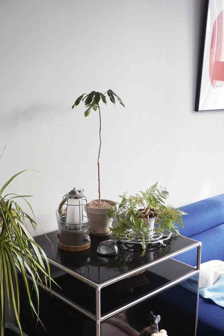 青いソファと黒いキャビネットが配置されたリビング、自然な植物と装飾的なオブジェが置かれた印象的な空間