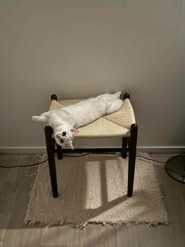 アイボリーとナチュラルカラーのリビングルーム、ラタンウッドスツールとラグの上でくつろぐ白い猫がいる雰囲気のある空間