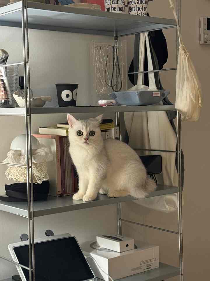 シルバーのメタルシェルフに座るかわいいシルバーの猫がいるミニマルで整った収納スペース