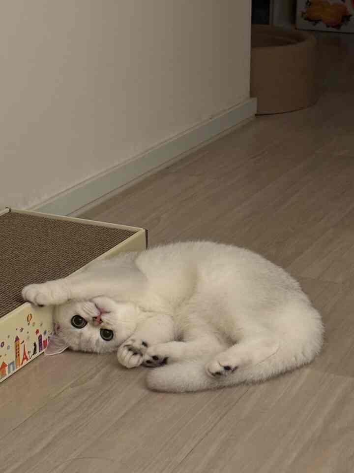 ナチュラルカラーの木目調の床と壁、爪とぎとペットベッドが置かれた猫と暮らす空間