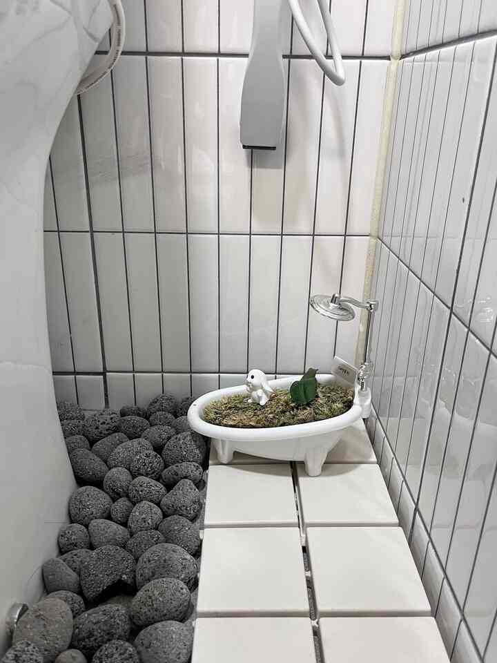 白いタイルの壁と床の小さなトイレ、大葉蘭のウサギ浴槽テラリウムと黒い小石で飾られた雰囲気のある空間