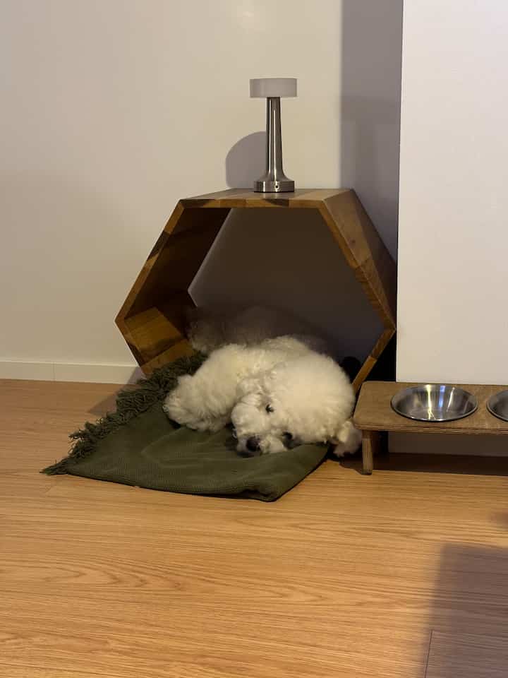 ナチュラルな木目調の床と六角形のペットハウスが配置された、白い可愛い犬がくつろぐ雰囲気のあるインテリア