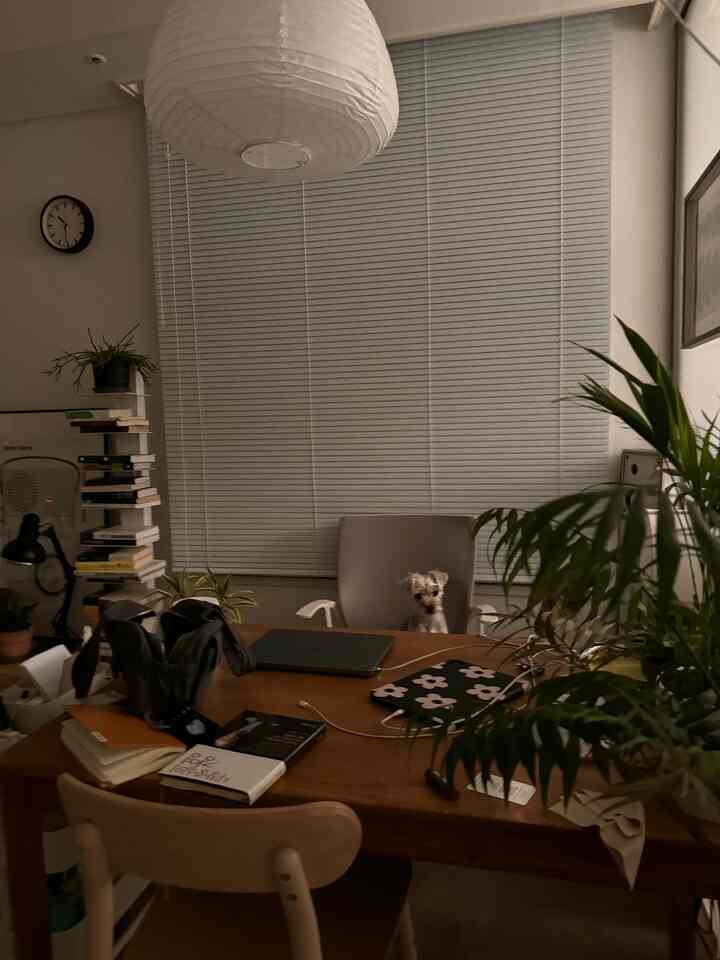 ナチュラルな色調のホームオフィス、木製のダイニングテーブルと椅子が配置され、犬が椅子に座る雰囲気のあるインテリア