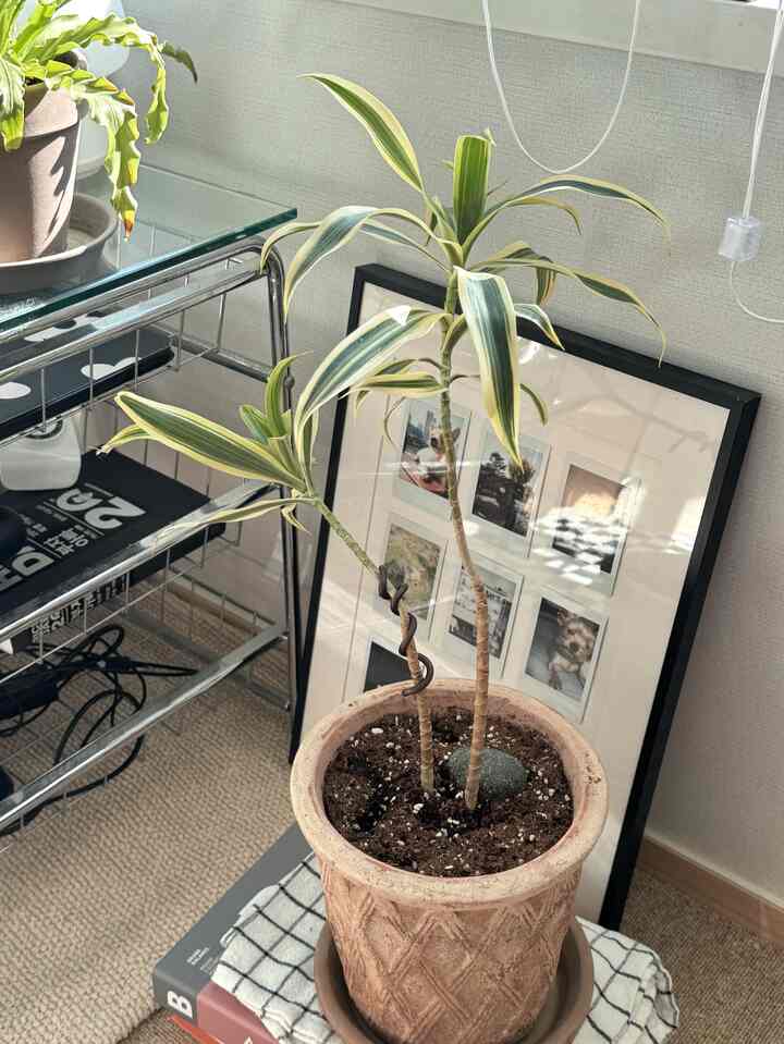 ベージュ色の鉢にゴールドの縁取りがあるソングオブインディアの植物が置かれたリビング、ガラス棚と写真フレームが配された温かみのある空間