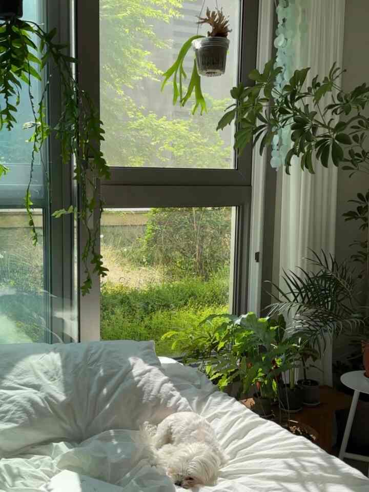 白い寝具と緑の植物が配置された、日差しの良い寝室の印象的な空間